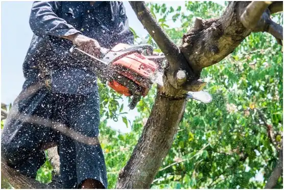 tree services Lake View